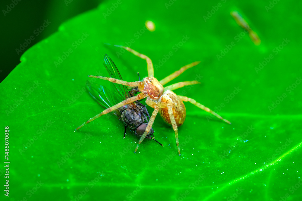 una araña comiendo una mosca una araña comiendo una mosca