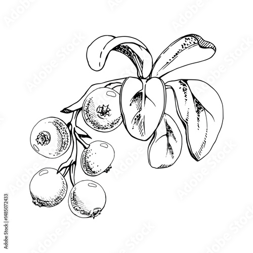 Cranberry lingonberry on branch with green leaves, vector hand drawn in ink, ripe forest berry bearberry teaberry wintergreen cluster group. Isolated botanical illustration, for menu, farmers market