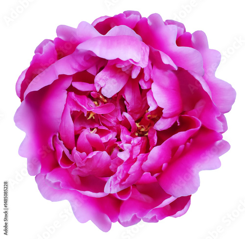 Fototapeta Naklejka Na Ścianę i Meble -  Purple  peony flower  on  isolated background with clipping path. Closeup. For design. Transparent background.	
