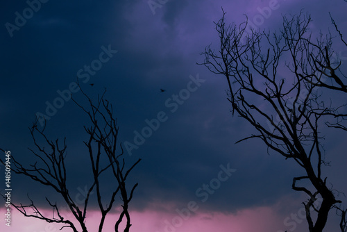 Bare trees silhouette against a vibrant, moody sky as birds quietly glide through the tranquil evening