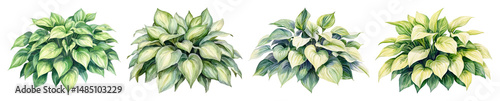 PNG Lush watercolor hosta plant illustrations, element set on transparent background