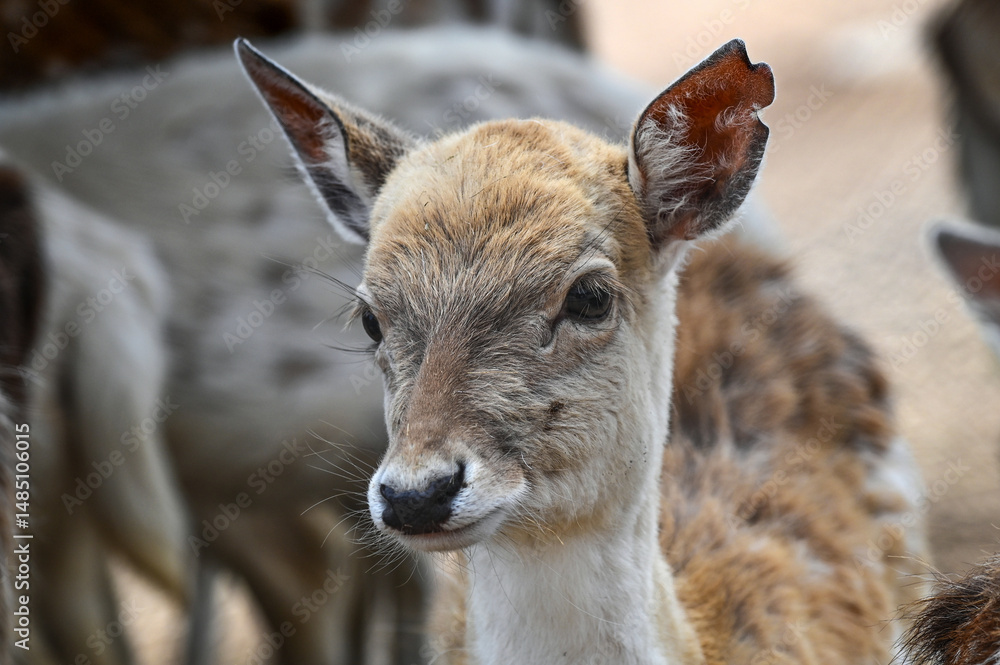Fototapeta premium Portrait d'un faon