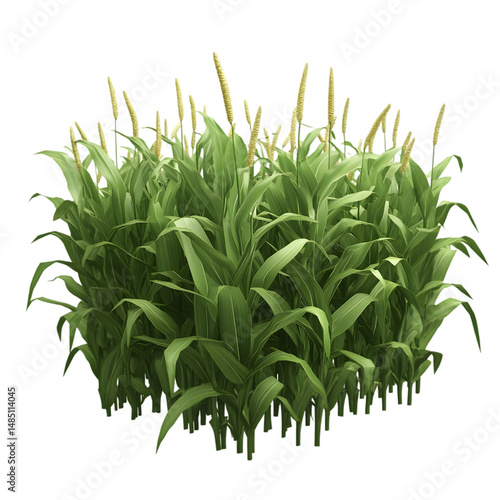 Close-up view of a dense cluster of tall green plants with light beige seed heads. The plants appear healthy and vibrant.