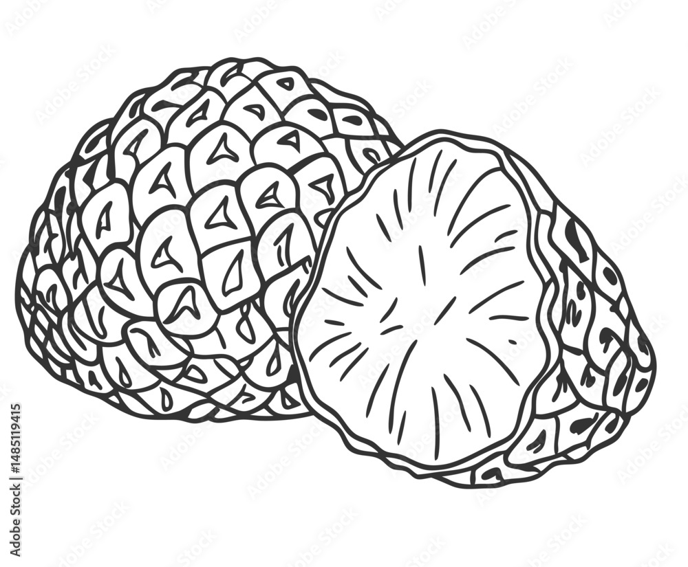 Hand drawn black truffle mushroom line art, displaying textured surface and smooth cross section, designed for culinary, pharmaceutical, natural product applications, vintage monochrome style. Hand drawn black truffle mushroom line art, displaying textured surface and smooth cross section, designed for culinary, pharmaceutical, natural product applications, vintage monochrome style.