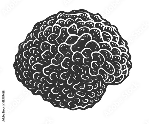 Mushroom truffle for organic, natural vegetarian food. Autumn forest fungi, premium mushrooms. Shroom picking or hunting
