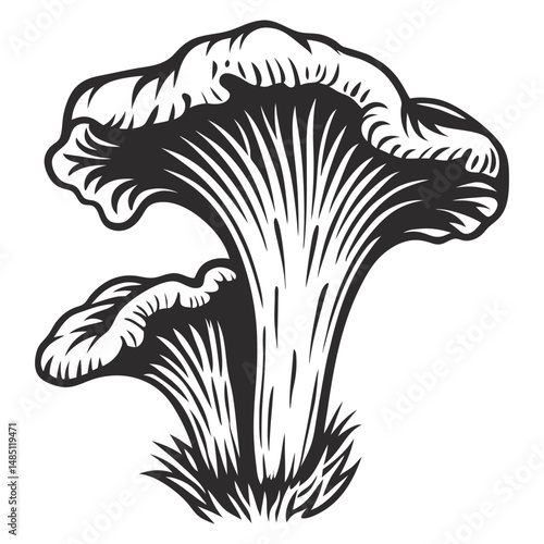 Vintage monochrome chanterelle mushrooms nestled in grass with detailed caps and stems, suitable for culinary packaging, natural food branding, botanical prints or herbal design projects.