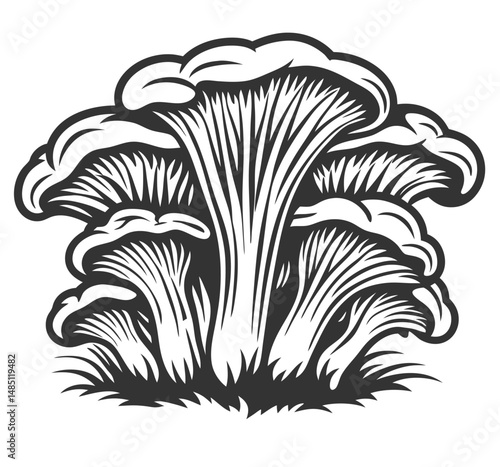 Monochrome oyster mushrooms with detailed caps and stems, suitable for culinary designs, food packaging, mycology studies, pharmaceutical product labeling, botanical graphics.