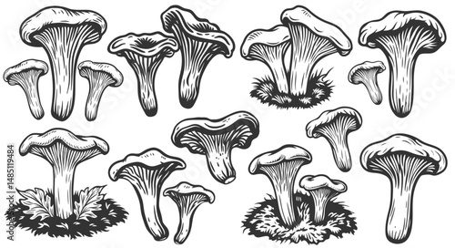 Monochrome chanterelle mushroom set with wide cap and thick stem on grass background. Suitable for culinary labels, edible mushroom guides, organic food packaging, natural health supplement design.
