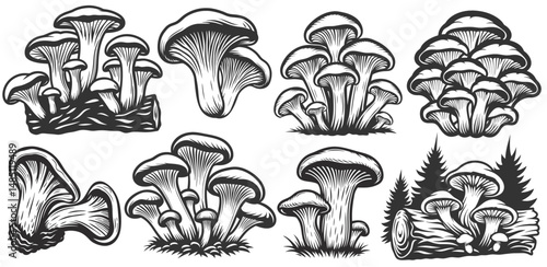 Monochrome set of oyster mushrooms growing on tree stump, detailed caps and stems, suitable for culinary designs, food packaging, mycology studies, pharmaceutical product labeling, botanical graphics.