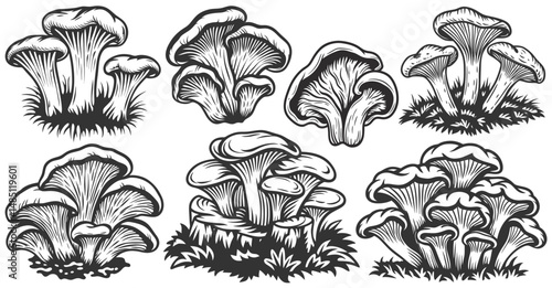 Monochrome set of oyster mushrooms growing on tree stump, detailed caps and stems, suitable for culinary designs, food packaging, mycology studies, pharmaceutical product labeling, botanical graphics.