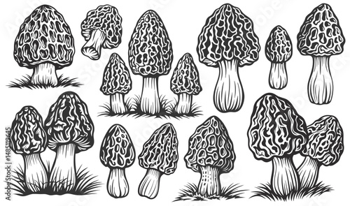 Monochrome set of morel mushroom nestled in grass blades, showing cap texture and slender stem, designed for culinary, pharmaceutical, botanical use, vintage line art style, clear graphic element.