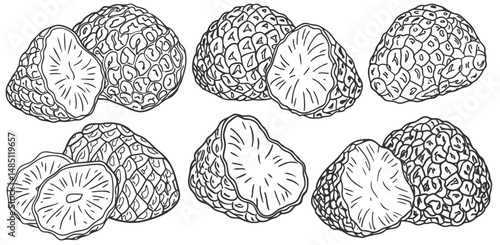 Hand drawn set of black truffle mushroom line art, displaying textured surface and smooth cross section, designed for culinary, pharmaceutical, natural product applications, vintage monochrome style.