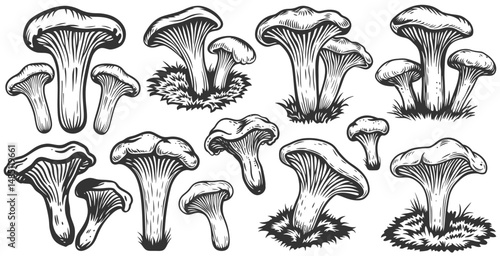 Vintage monochrome set of chanterelle mushrooms nestled in grass with detailed caps and stems, suitable for culinary packaging, natural food branding, botanical prints or herbal design projects.