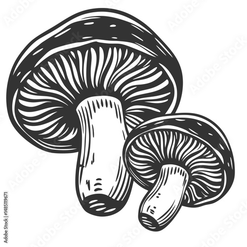 Monochrome vintage mushrooms with prominent gills and thick stems. Suitable for culinary ingredient, herbal medicine, mushroom extract labeling, food industry or pharmaceutical product packaging.