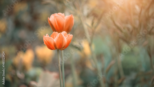 Orange tulips in sunlight in the garden, selective focus