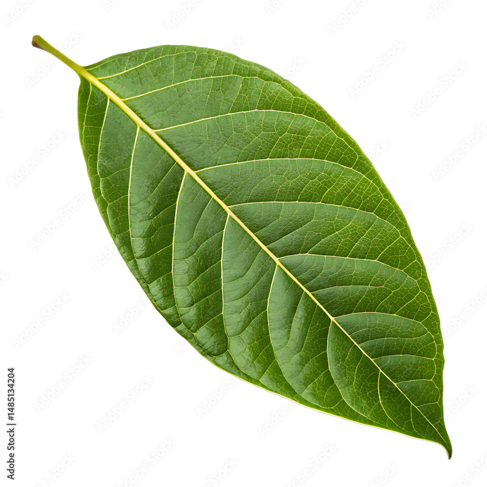 Obraz premium Bael leaf isolated on a transparent background