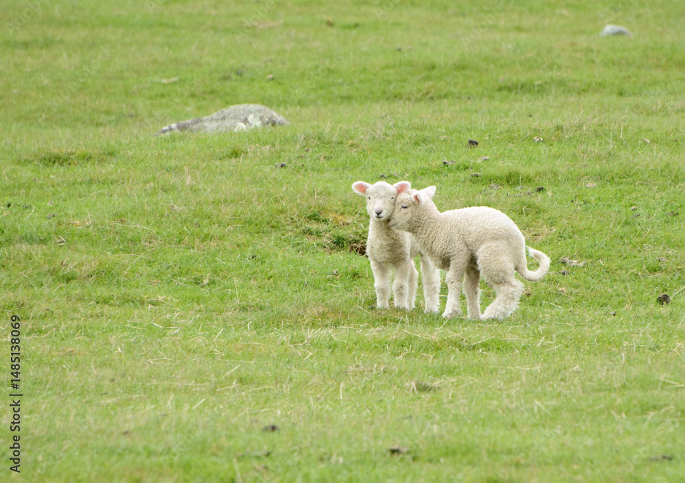 Obraz premium Two baby lambs face to face on the green meadow. Golden Bay. South Island.