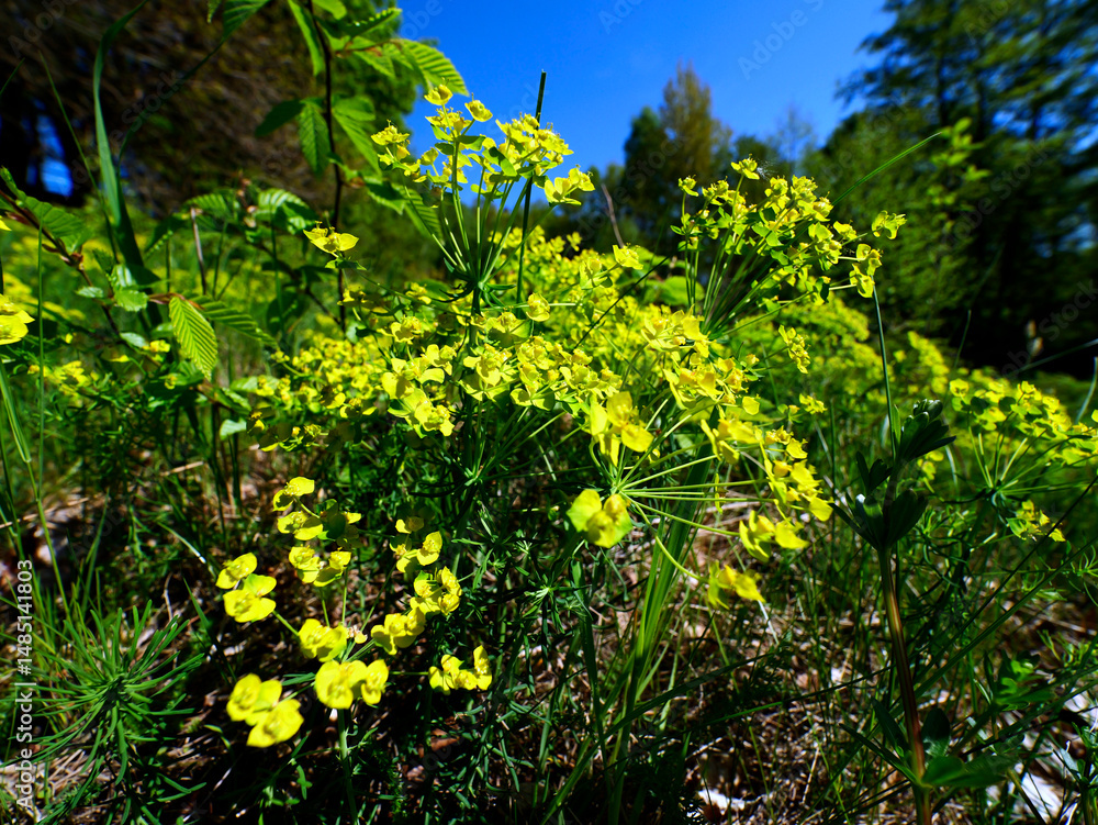 Nasłonecznione zbocze pokryte kwitnącym Wilczomleczem sosnką (Euphorbia cyparissias L.)