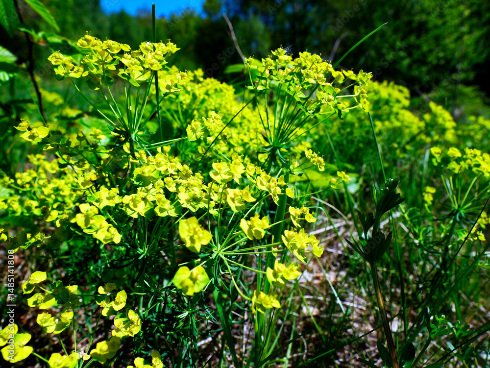 Nasłonecznione zbocze pokryte kwitnącym Wilczomleczem sosnką (Euphorbia cyparissias L.)