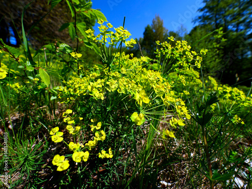 Obraz na płótnie Nasłonecznione zbocze pokryte kwitnącym Wilczomleczem sosnką (Euphorbia cyparissias L.) w salonie