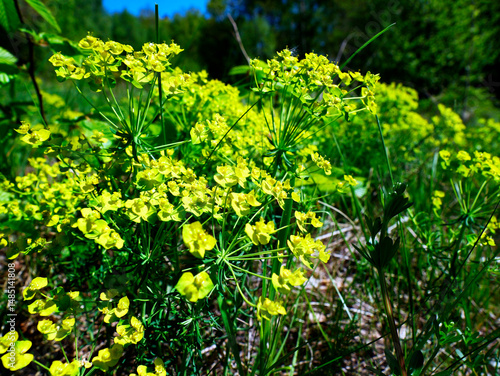 Obraz na płótnie Nasłonecznione zbocze pokryte kwitnącym Wilczomleczem sosnką (Euphorbia cyparissias L.) w salonie