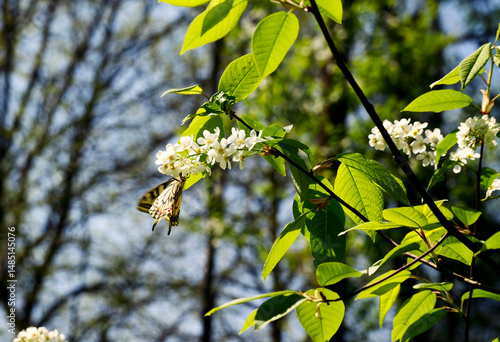 Obraz na płótnie Paź królowej (Papilio machaon) na gałązkach kwitnącej Czeremchy zwyczajna (Prunus padus L.)
Kwiaty Czeremchy zwyczajnej (Prunus padus L.) przyciągają zapachem i nektarem wiosenne pokolenie paźia kró w salonie