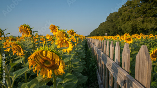 Obraz na płótnie Sunny field of sunflowers framed by a wooden fence w salonie