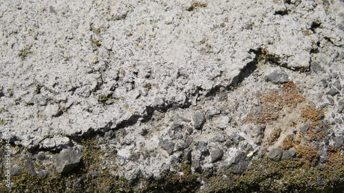 Small ants walking on a rock in Costa Rica