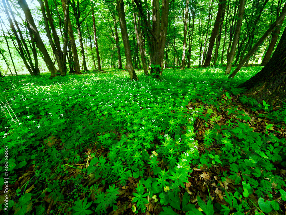 Przytulia wonna zwana również jako marzanka wonna (Galium odoratum) to roślina ciemnych lasów bukowychkwitnie w maju tworzy kwitnące łany które są surowcem zielarskim.