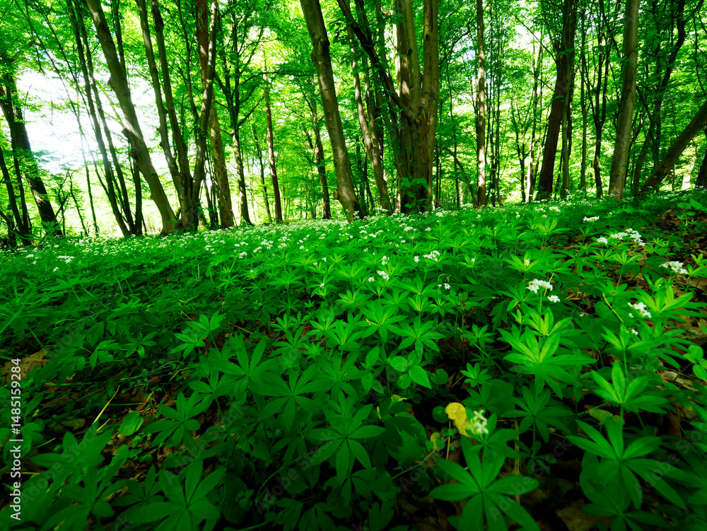 Przytulia wonna zwana również jako marzanka wonna (Galium odoratum) to roślina ciemnych lasów bukowychkwitnie w maju tworzy kwitnące łany które są surowcem zielarskim.