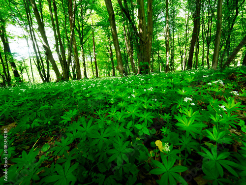 Obraz na płótnie Przytulia wonna zwana również jako marzanka wonna (Galium odoratum) to roślina ciemnych lasów bukowychkwitnie w maju tworzy kwitnące łany które są surowcem zielarskim. w salonie