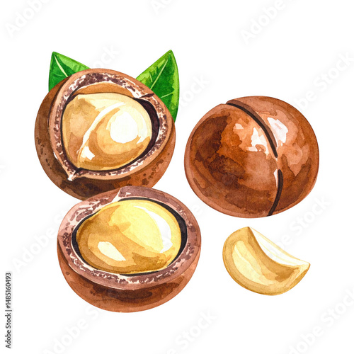 Hand-painted watercolor illustration of macadamia nuts with leaves on a black background showcasing the texture and color of the nuts