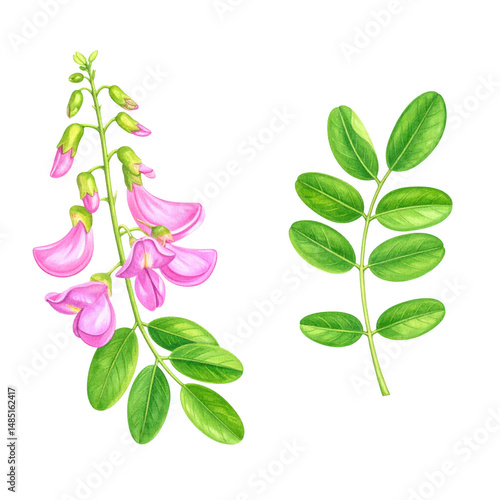 Beautiful Floral Arrangement Featuring Vibrant Pink Flowers and Lush Green Leaves on a Black Background for Botanical Illustrations and Designs