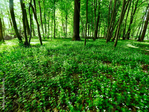 Obraz na płótnie Przytulia wonna zwana również jako marzanka wonna (Galium odoratum) to roślina ciemnych lasów bukowychkwitnie w maju tworzy kwitnące łany które są surowcem zielarskim. w salonie