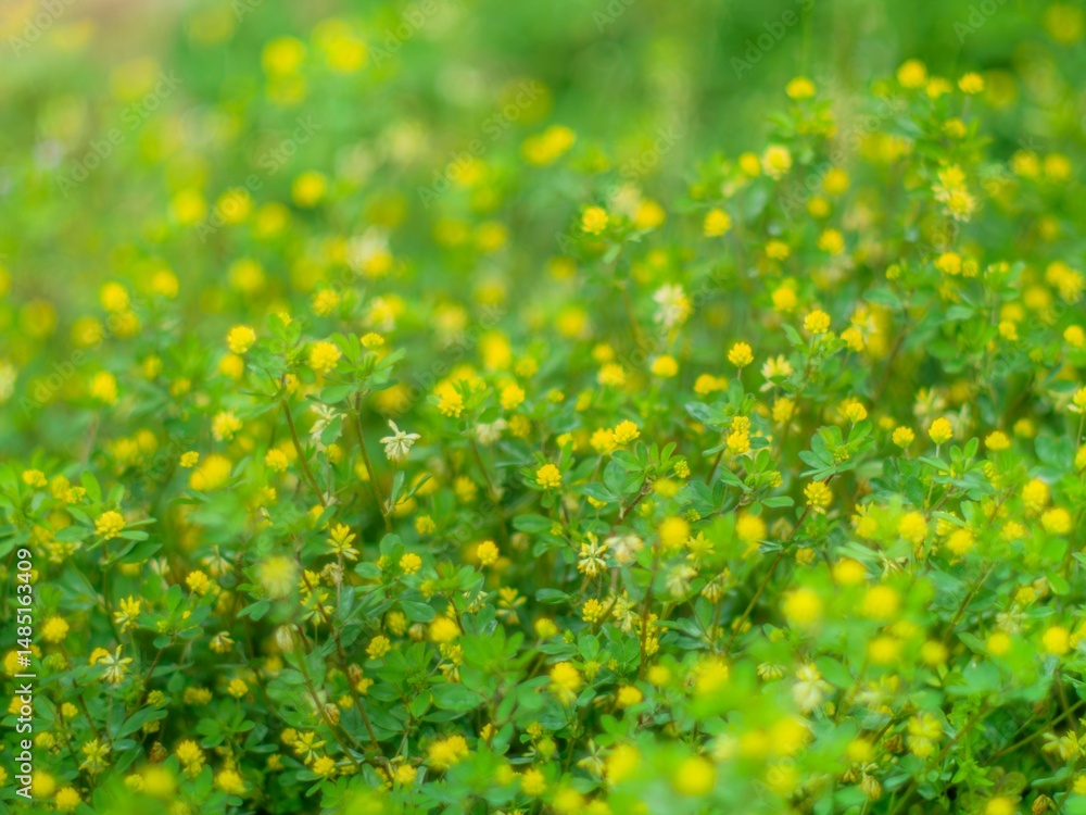 Obraz premium 春の公園や野原を彩るコメツブツメクサのある景色。野原の風景。フィルムカメラのような柔らかい雰囲気