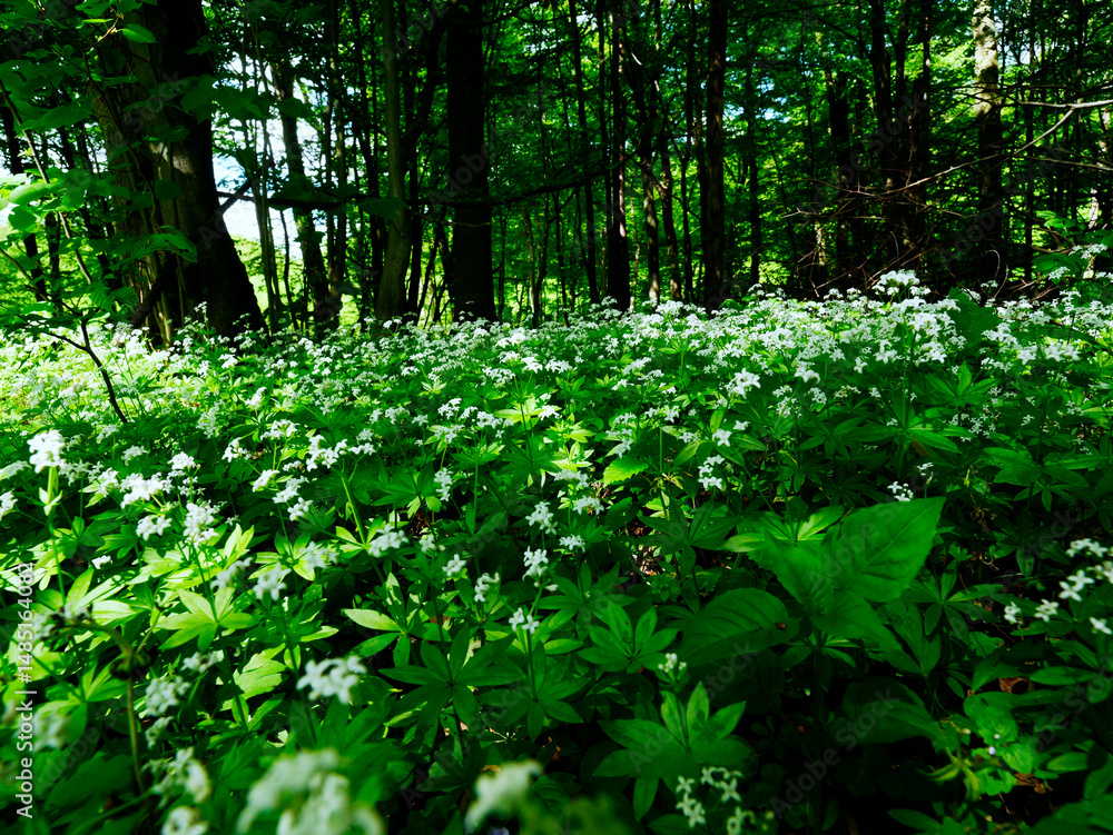 Przytulia wonna zwana również jako marzanka wonna (Galium odoratum) to roślina ciemnych lasów bukowychkwitnie w maju tworzy kwitnące łany które są surowcem zielarskim.