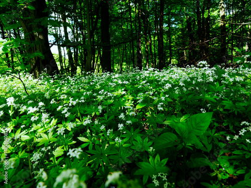 Obraz na płótnie Przytulia wonna zwana również jako marzanka wonna (Galium odoratum) to roślina ciemnych lasów bukowychkwitnie w maju tworzy kwitnące łany które są surowcem zielarskim. w salonie