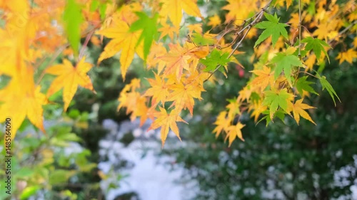 日本、大阪府、池田城跡公園、池田市、紅葉、黄葉、木造建築、庭園日本文化、歷史名勝、綠色、風景、青空、秋、写真素材	