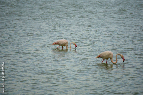 Fenicotteri in laguna mentre cercano cibo