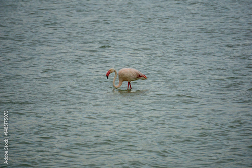 Fenicotteri in laguna mentre cercano cibo