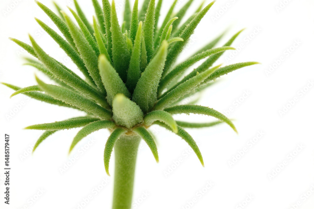 small green plant on a white background small green plant on a white background