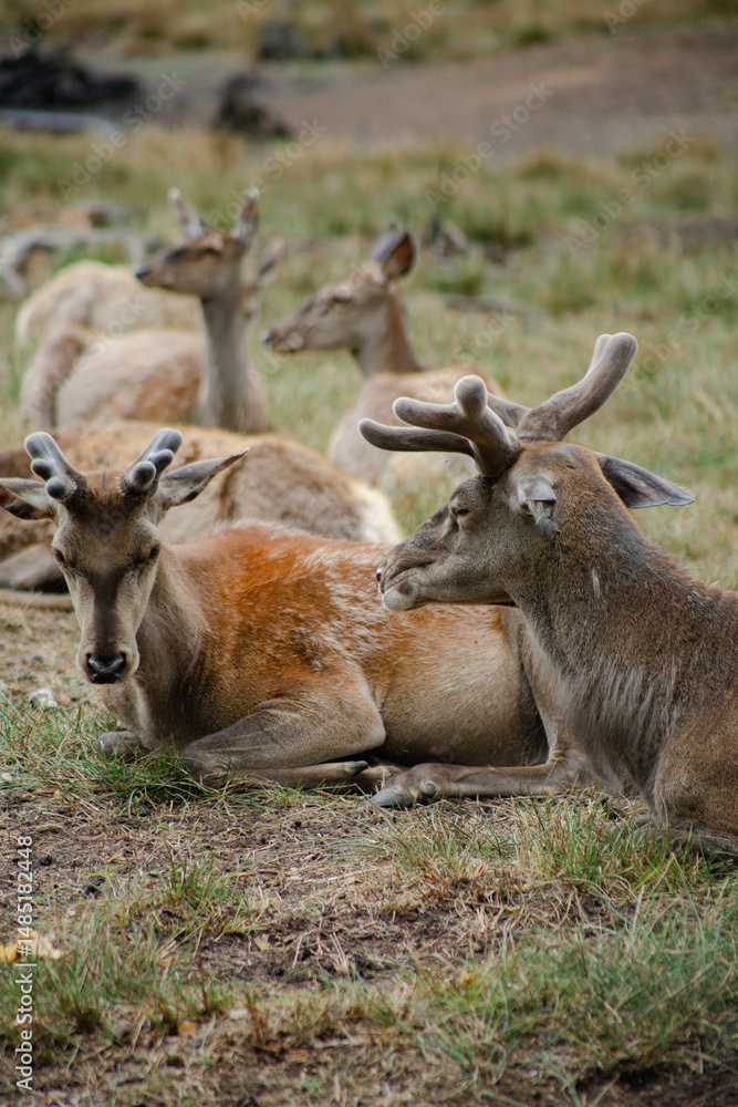 Fototapeta premium deer in the woods