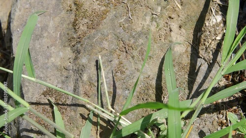 Small ants walking on a rock in Costa Rica