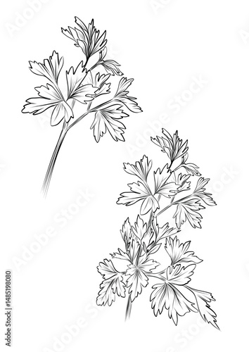 Parsley herbs botanical drawing set vector