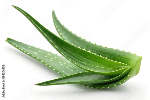 aloe vera leaves