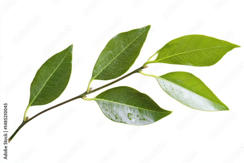 Naklejka premium Elegant Long Green Foliage Isolated on a Crisp White Canvas