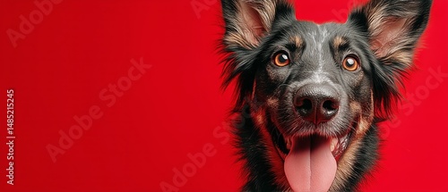 Black Dog With Bright Eyes Barks Against a Vibrant Red Background in a Playfu...