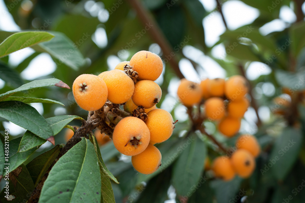 Bunch of ripe loquats in the tree. Bunch of ripe loquats in the tree.