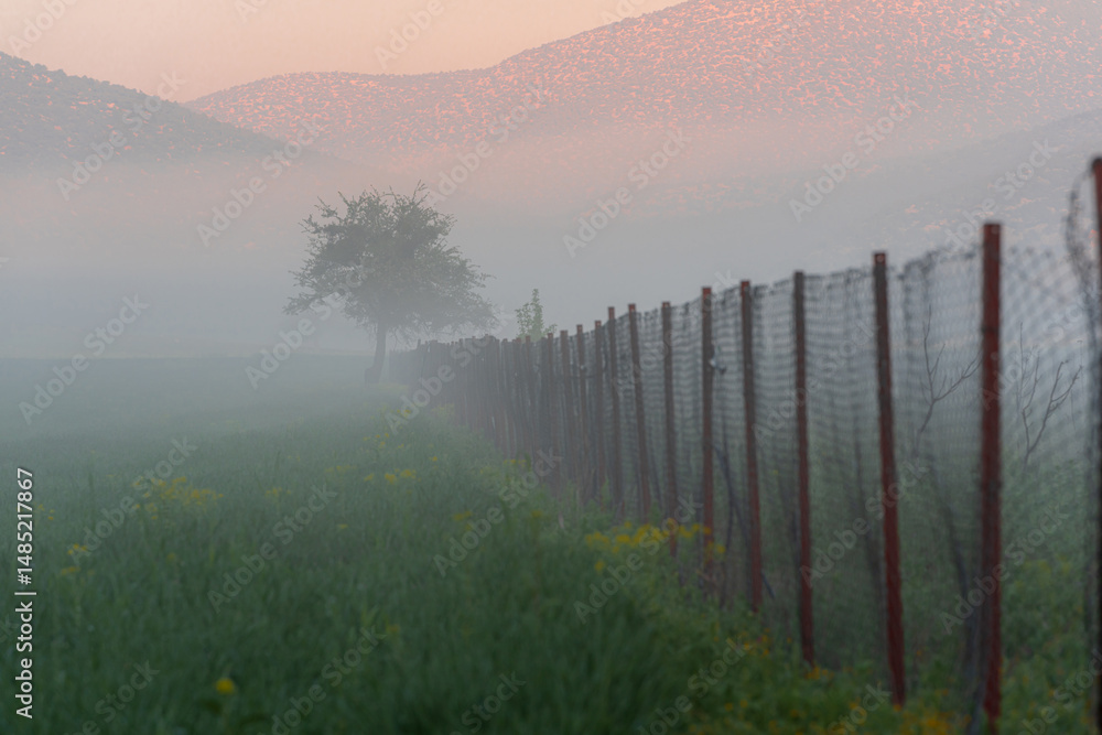 Fototapeta premium Lone green tree in misty field with soft mountain background