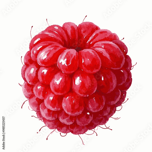 Crimson Dew: Watercolor Whispers raspberry isolated watercolor vector illustration svg